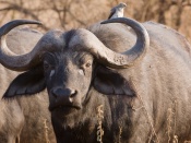 African Buffalo Wallpaper