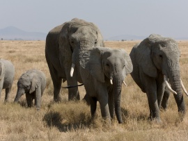 African Bush Elephant Family (click to view)