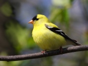 American Goldfinch Wallpaper