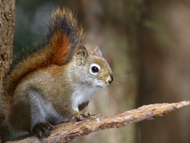 American Red Squirrel (click to view)