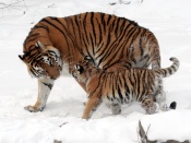 Amur Tiger and Cub