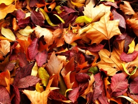 Autumn Leaves (click to view)