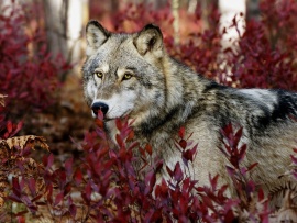 Autumn Wolf Wallpaper (click to view)