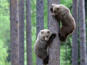 Bear Cubs Wallpaper