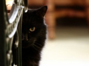 Black Cat Wallpaper