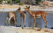 Black-Faced Impala