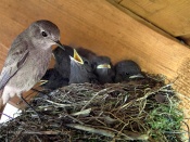 Black Redstart Bird Wallapper