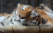 Calgary Zoo Tiger