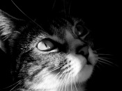 Cat Wallpaper
