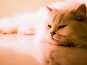 Cat Wallpaper