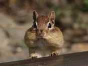 Chipmunk Wallpaper