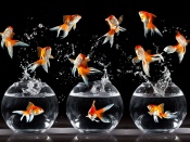 Cirque du Soleil Goldfish Wallpaper