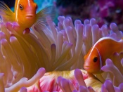 Clown Fish Wallpaper