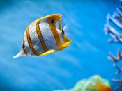 Copper-Band Butterfly Fish