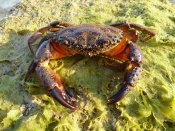 Crabby Wallpaper