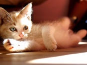 Cute Kitten Wallpaper