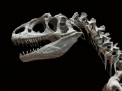 Dinosaur Wallpaper Allosaurus
