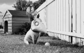 Disney Frankenweenie Sparky