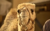 Disney Treasure Buddies Camel
