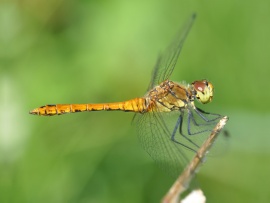 Dragonfly Wallpaper (click to view)