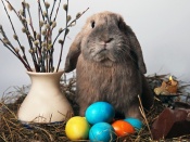 Easter Bunny Wallpaper