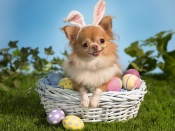 Easter Chihuahua Wallpaper