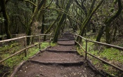Enchanted Forest