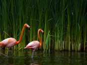 Flamingo Wallpaper