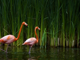 Flamingo Wallpaper (click to view)