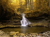 Forest Waterfall Wallpaper