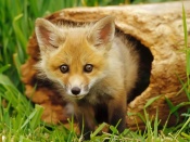 Fox Pup (Kit) Wallpaper
