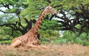 Giraffe