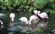 Hilton Flamingos