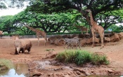 Honolulu Zoo Wallpaper