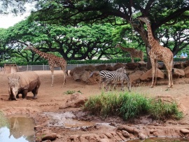 Honolulu Zoo Wallpaper (click to view)