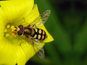 Hoverfly Wallpaper