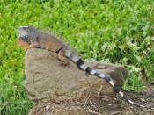 Iguana Wallpaper