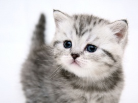 Kitten Wallpaper (click to view)