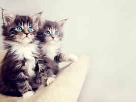 Kitten Watch Wallpaper (click to view)