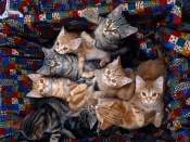Kittens Wallpaper