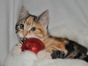 Kitty's Christmas Wallpaper
