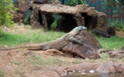 Komodo Dragon