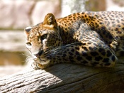 Leopard Wallpaper