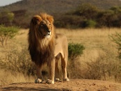 Lion Wallpaper