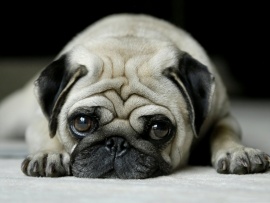 Little Pug Dog Wallpaper (click to view)