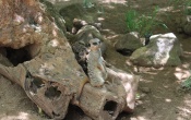Meerkat