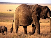 Momma and a Little Guy - Elephant Wallpaper