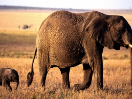 Momma and a Little Guy - Elephant Wallpaper (click to view)