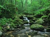 Nature Wallpaper