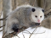 Opossum Possum Wallpaper